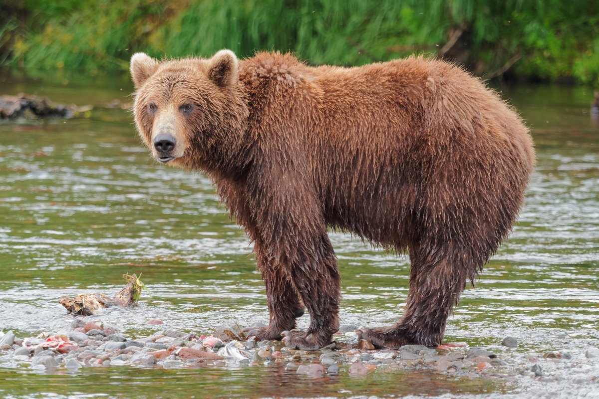 A wet, shaggy Kamchatka brown bear standing in a shallow river on a bed of pebbles, its head turned to look straight at the camera, with tall green grass on the far bank