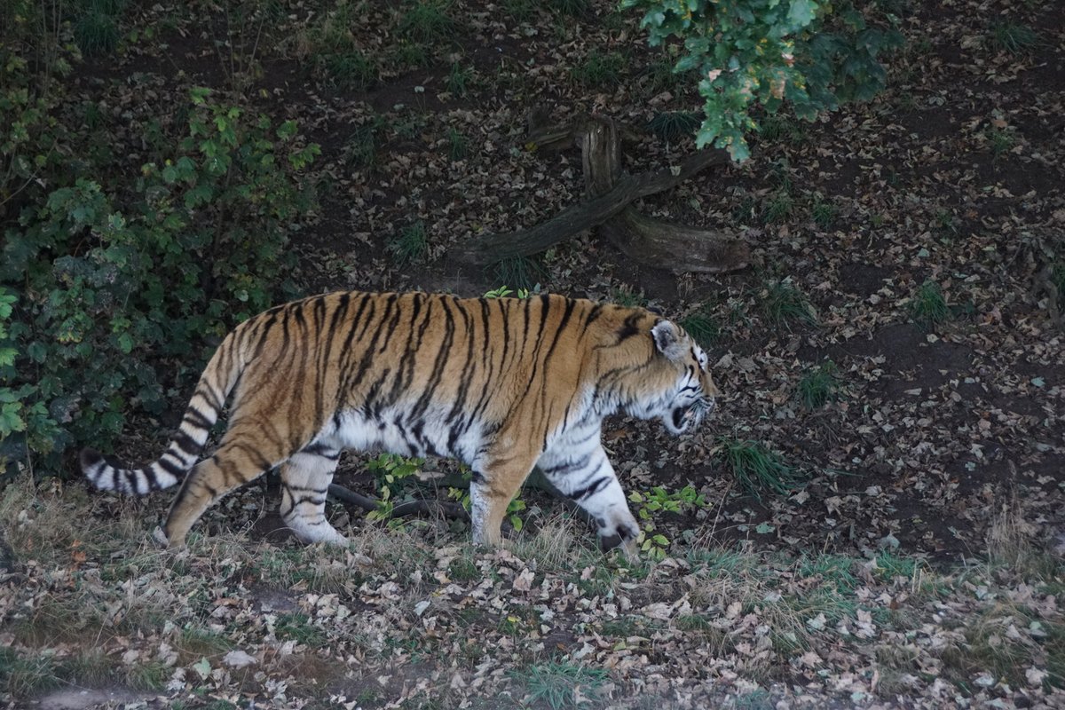 An Amur tiger with an orange coat and black stripes walking left to right across a leaf-strewn woodland slope in its enclosure at Yorkshire Wildlife Park, with green shrubs and a fallen branch behind it