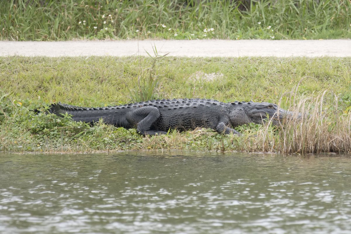 A large American alligator basking on a grassy bank at the edge of grey-green water at Lake Apopka, Florida, with a gravel path and tall marsh grass behind it